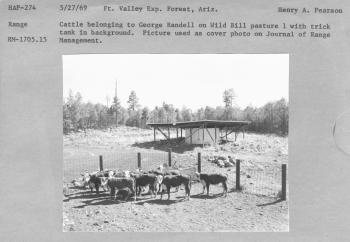 Cattle belonging to George Randell on Wild Bill pasture 1 with trick tank in background. Picture used as cover photo of Journal of Range Management . RM-1705.15