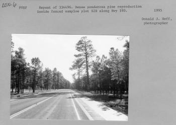 Repeat of 334496. Dense ponderosa pine reproduction inside fenced sample plot S2B along Hwy 180