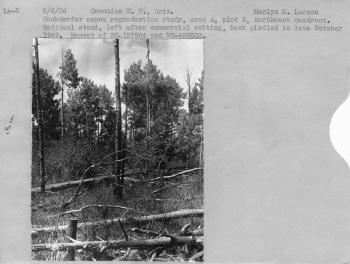aspen reproduction study