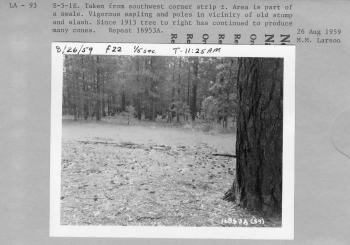 S-5-1E. Taken from southwest corner strip +. Area is part of a swale. Vigorous sapling and poles in vicinity of old stump and slash. Since 1913 tree to right has continued to produce many cones. Repeat 16953A S-5-1E. Taken from southwest corner strip +. Area is part of a swale. Vigorous sapling and poles in vicinity of old stump and slash. Since 1913 tree to right has continued to produce many cones. Repeat 16953A