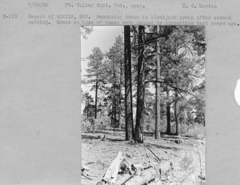 Repeat of 432118, S6B. Remaining trees in blackjack group after second cutting. Scars at base of trees were caused by turpentine test years ago. 
