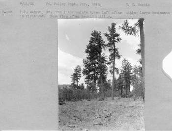 P.P. 442701, S9. Two intermediate trees left after cutting large dominants in first cut. Same view after second cutting.
