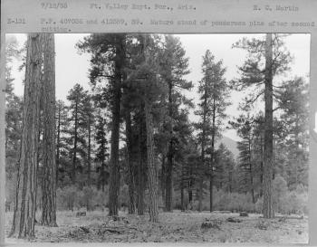 P.P 407036 and 410389, S9. Mature stand of ponderosa pine after second cutting. 