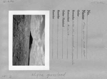 From Green's Peak Plot, Alpine grassland