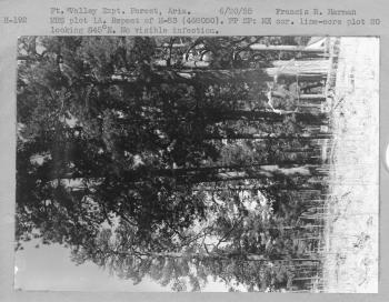 MRS plot 1A. Repeat of H-83 (468050). P.P. 2P. NE corner line acre plot 20 looking S45 degrees E. No visible infection. MRS plot 1A. Repeat of H-83 (468050). P.P. 2P. NE corner line acre plot 20 looking S45 degrees E. No visible infection.