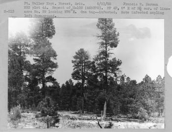 MRS plot 4A. Repeat of H-103 (468070). P.P. 4P. 8' E of N 1/4 corner of line acre no. 39 looking N78 degrees E. One tag--infected. Note infected sapling left foreground. MRS plot 4A. Repeat of H-103 (468070). P.P. 4P. 8' E of N 1/4 corner of line acre no. 39 looking N78 degrees E. One tag--infected. Note infected sapling left foreground.