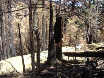 Snag on  Waterline Road