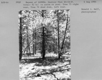 Repeat of 16990a. Coulter Plot S5-II-F. Corner F2 but no cairn or post. Tree 75 right rear, tree 76 dead down, left rear. 