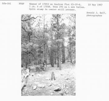 Repeat 17053 on Coulter plot S5-IV-E.7 ch. south of 17038. Tree 293 on left now fallen. Split stump in center still present. 