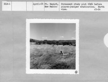 Permanent study plot