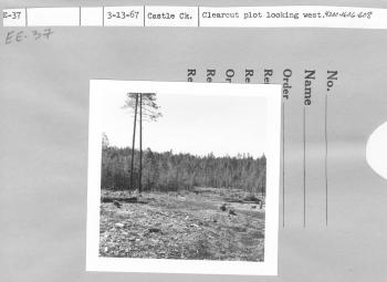 clearcut plot looking west.