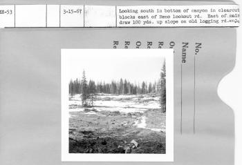 Looking S in bottom of canyoun in clearcut blocks east of Reno lookout road. East of main draw about 100 yards up slope on old logging road.