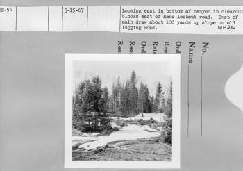 Looking East in bottom of canyon in clearcut blocks east of Reno lookout road. East of main draw about 100 yards up slope on old logging road.