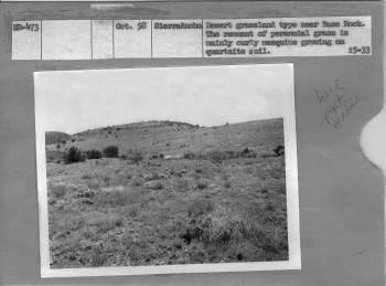 Desert grassland type near Base Rock. The remnant of perennial grass is mainly curly mesquite growing on quartzite soil. 