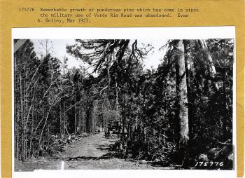 ponderosa pine regeneration