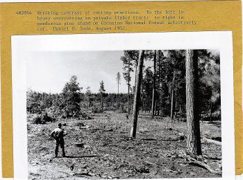 ponderosa pine cutting practices