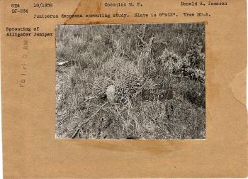 Juniperus deppeana sprouting study