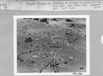 recovery of shrubs following burn