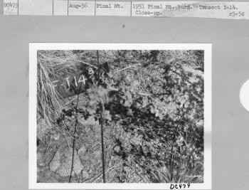1951 Pinal Mtn burn recovery