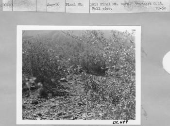 1951 Pinal Mtn burn recovery