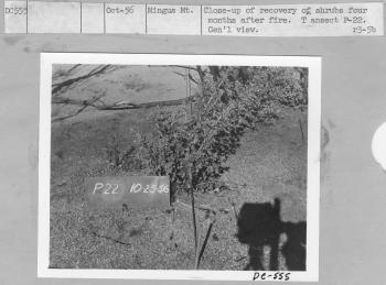 recovery of shrubs four months after fire