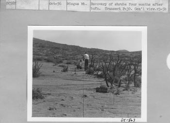 recovery of shrubs four months after burn