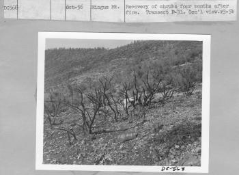 recovery of shrubs four months after fire