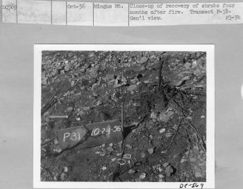 recovery of shrubs four months after fire