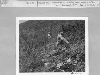 recovery of shrubs four months after fire