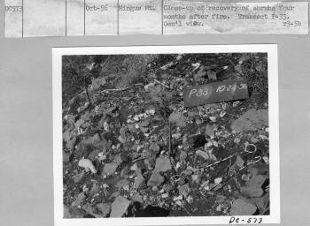 recovery of shrubs four months after fire