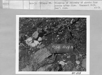 recovery of shrubs four months after fire