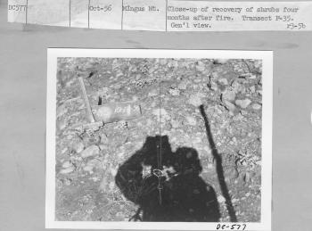 recovery of shrubs four months after fire