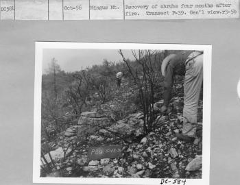 recovery of shrubs four months after fire