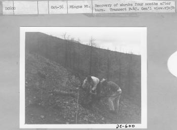 recovery of shrubs four months after burn