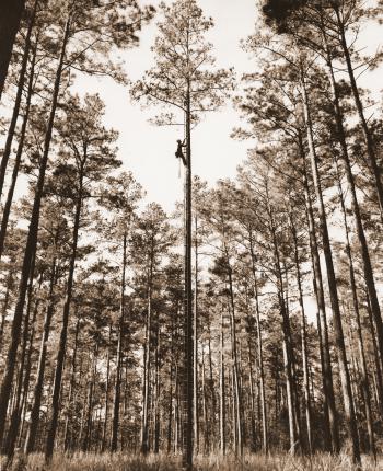 Even though the Crossett Experimental Forest is primarily known for its contributions to the study of naturally regenerated southern pine forests, it did play an important role in parts of the early tree improvement programs in the southeastern US.  In this picture, Hoy C. Grigsby scales a ladder to the crown of one of the best pine trees found on the Crossett Experimental Forest.