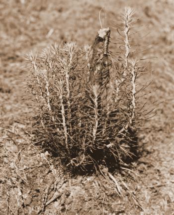 Caption reads:  "Prolific sprouting of young shortleaf pine whose stem was cut off."