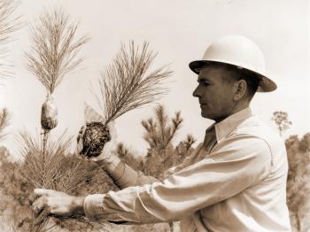 Air layering loblolly pine at the Crossett Experimental Forest.  Man in photo may be Hoy Grigsby.
