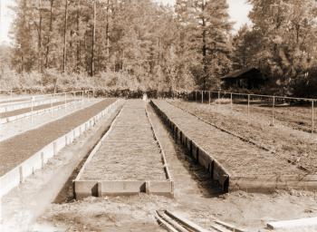 Caption reads:  "[Crossett] Exp. For. Nursery.  View showing seed beds.  High beds filled with special loamny sand for better drainage.  View from south side looking north."