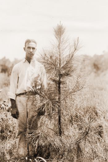 Caption reads:  "A good specimen of a group of slash pine (Pinus caribaea) at about the end of the third growing season after planting as 1-0 stock."