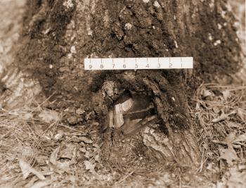 Caption reads:  "Typical cup made at ground line on a root, for treating tree with cupric sulphamate.  Crystals were placed in the cup."