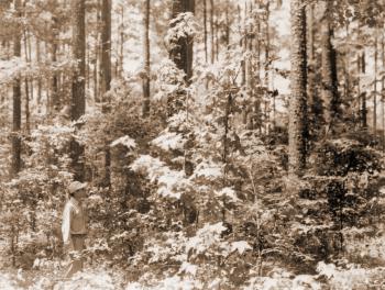 Caption reads:  "Plot 5.  Check plot.  Note how dense hardwood has become.  Picture taken from NE plot corner aimed at tree #36.  CXG in foreground."