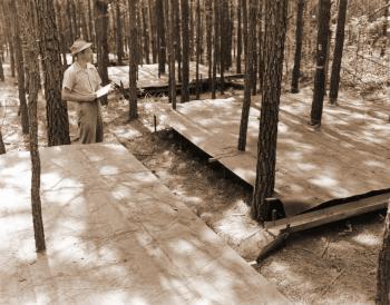 Shed treatment on study to control amount of moisture going to individual pines.