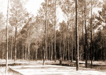 Shed treatments on study to control amount of moisture going to individual pines.