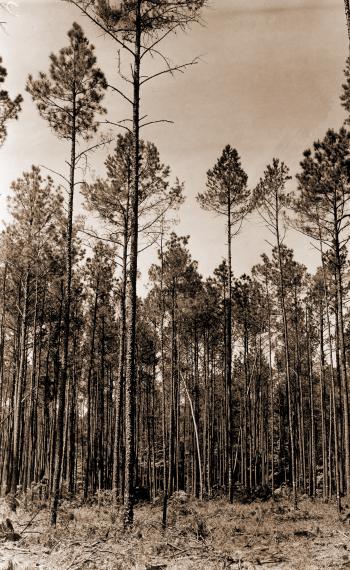 Caption reads:  "Pulpwood thinning study Ark. #8 Plot #4, Block A, immediately after thinning.  Approximately 32 cords of pulpwood has been removed per acre.  Camera Station #4."