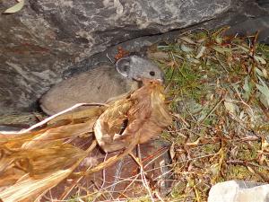 American pika haying, Veratrum californicum