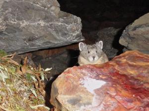 American pika non-resident juvenile visit