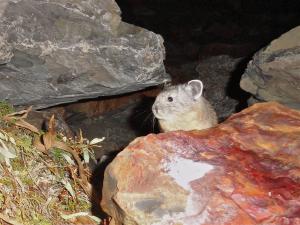 American pika non-resident juvenile visit