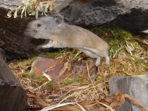 American pika