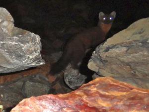 Pine marten