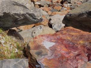 American pika takeover of haypile by juvenile